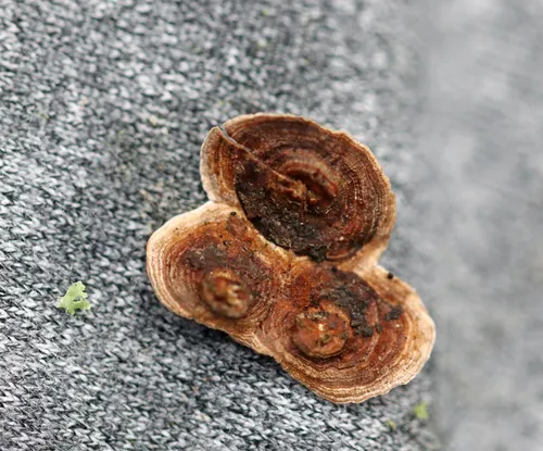 Bleeding Conifer Crust