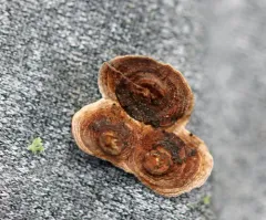 Bleeding Conifer Crust thumbnail 1