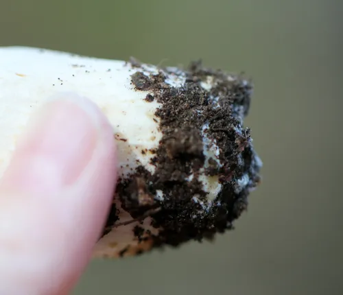 Hygrophorus sordidus