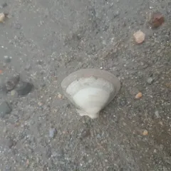 West Atlantic Surfclam thumbnail 3