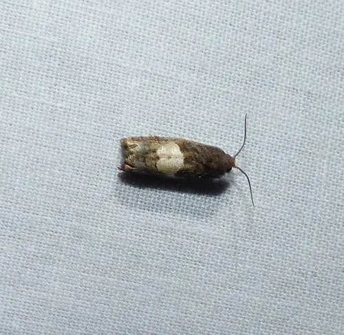 Epiblema walsinghami