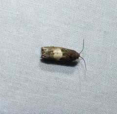 Epiblema walsinghami thumbnail 1