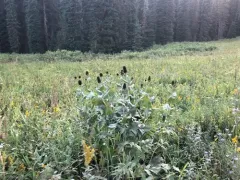 Wenatchee Mountain coneflower thumbnail 3