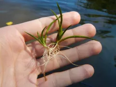 American shoreweed thumbnail 4