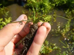 northern quillwort thumbnail 4