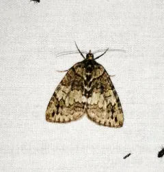 Transfigured Hydriomena Moth thumbnail 2