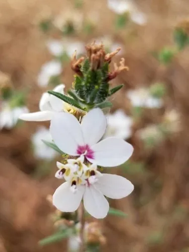 Fremont's Western Rosinweed