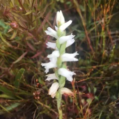 nodding ladies' tresses thumbnail 4