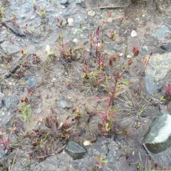 Canada St. John's wort thumbnail 2