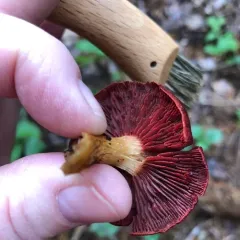 Cortinarius smithii thumbnail 1