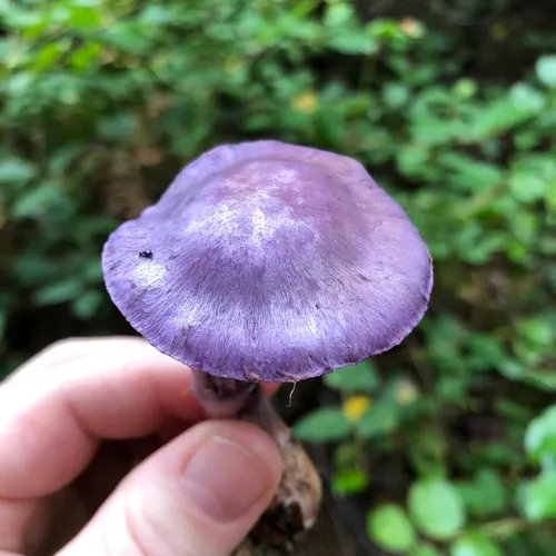 gassy webcap