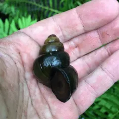 Chinese Mystery Snail thumbnail 4