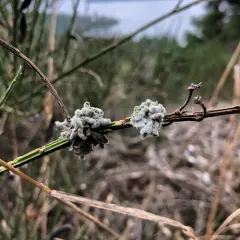 Broom Gall Mite thumbnail 3