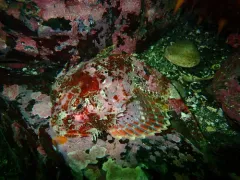 Leister Sculpin thumbnail 2
