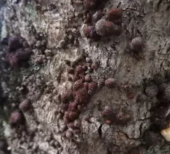 Beech Woodwart thumbnail 2