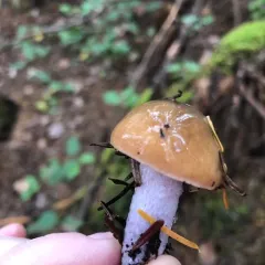 Cortinarius vanduzerensis thumbnail 3