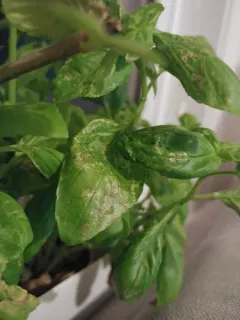 Basil downy mildew thumbnail 3