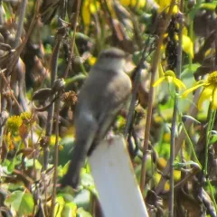 Eastern Phoebe thumbnail 3