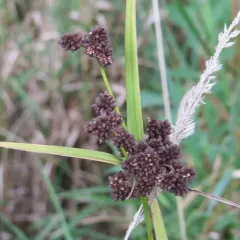 dark green bulrush thumbnail 4