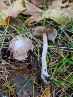 Inocybe grammata thumbnail 3
