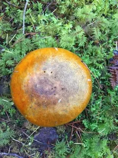 Fetid armillaria thumbnail 3