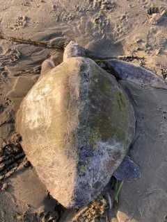 Olive Ridley Sea Turtle thumbnail 2
