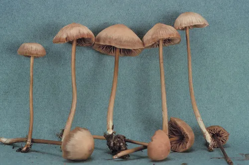 Entoloma fructifragrans