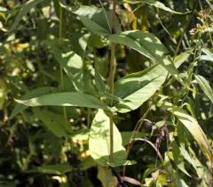 upland boneset thumbnail 1