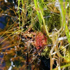 round-leaved sundew thumbnail 4