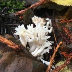 white coral fungus thumbnail 5