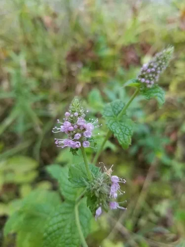 Horse Mint