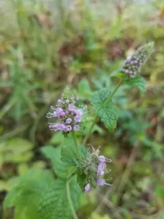 Horse Mint thumbnail 1