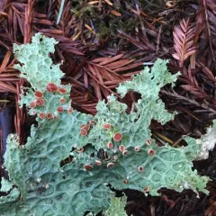 Lettuce Lichen thumbnail 2