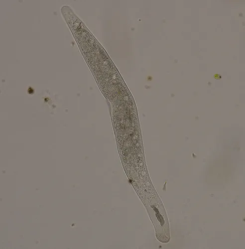 Homalozoon vermiculare