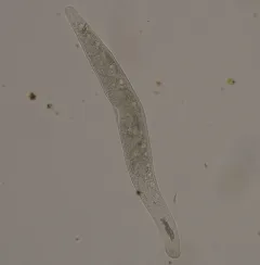 Homalozoon vermiculare thumbnail 1