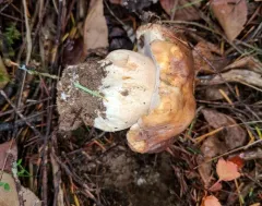 Queen Bolete thumbnail 3