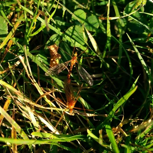 Ferruginous Tiger Crane Fly