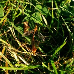 Ferruginous Tiger Crane Fly thumbnail 1