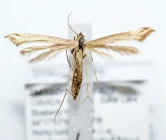 Arctic Plume Moth thumbnail 2