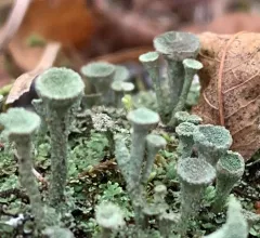 Pebbled Pixie Cup thumbnail 3