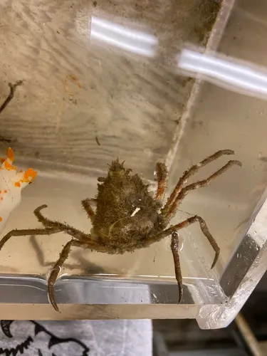 Pacific Lyre Crab
