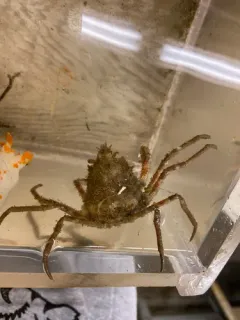 Pacific Lyre Crab thumbnail 1