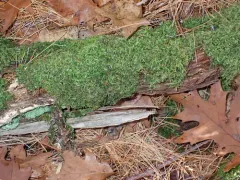 Recurved Brotherella Moss thumbnail 1