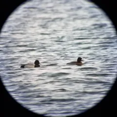 Lesser Scaup thumbnail 4