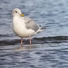 Iceland Gull thumbnail 4