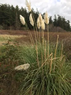 Purple Pampas Grass thumbnail 2