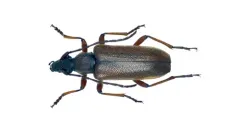 Acmaeopsoides rufula thumbnail 2