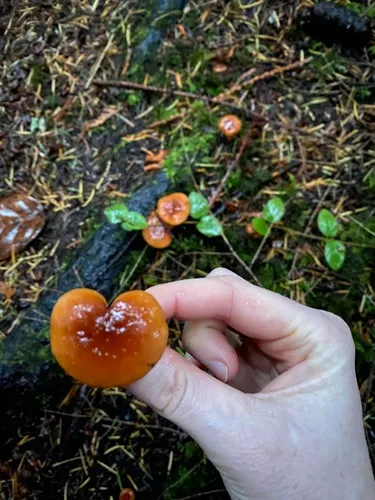 Lactarius subflammeus