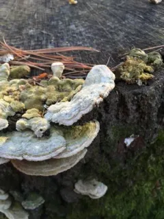 Trichaptum laricinum thumbnail 2