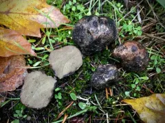 Rhizopogon parksii thumbnail 3
